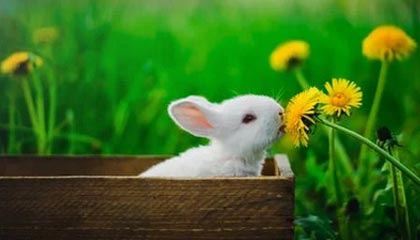 中欧体育官方-阿尔特塔：运气太差效率太低 安帅：定位球很管用